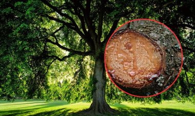 के रुखहरु पनि रुन्छन् ? यस्ता छन् तथ्यहरु