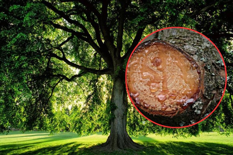 के रुखहरु पनि रुन्छन् ? यस्ता छन् तथ्यहरु