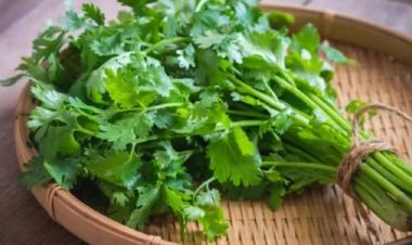 हरियो धनियाँ सेवन गर्नुका ८ अचुक फाईदाहरु