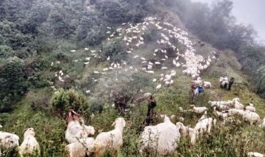 लेक चड्न थाले भेडी गोठ, अघि–अघि भेडाबाख्रा पछिपछि गोठाला