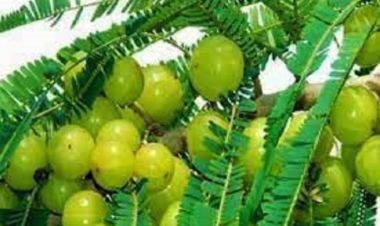 अमला सेवन गर्नुका अचुका फाईदाहरु