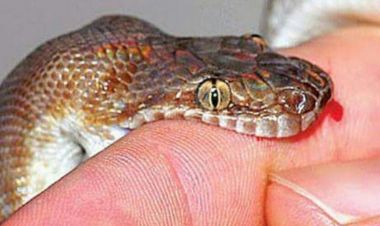 सर्पले डसेर दुई बालकको मृत्यु