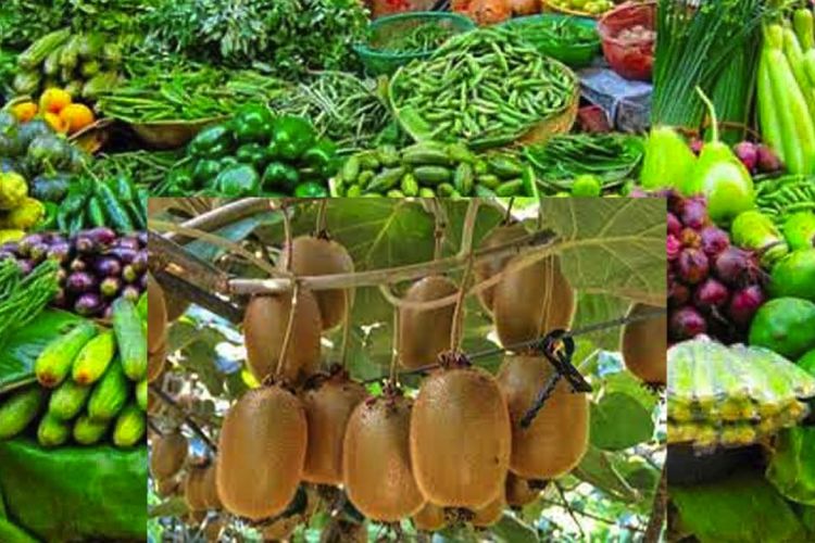 फलफूल तथा तरकारीको मूल्य, किवि प्रतिकेजी ८५० रुपैयाँ