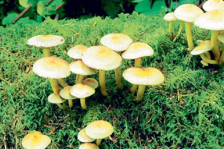 जंगली च्याउ खाँदा दाङमा दुई जना बिरामी
