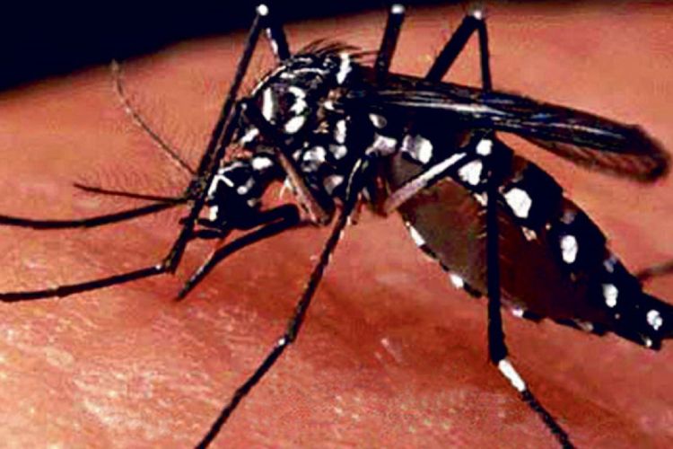 देशैभरी बढ्यो डेंगु संक्रमितको संख्या, सतर्कता अपनाउन मन्त्रालयको आग्रह