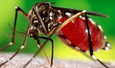 बङ्गलादेशमा डेङ्गुबाट मृत्यु हुनेको सङ्ख्या ४०० नाघ्यो