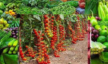 आजको फलफूल तथा तरकारीको बजार मुल्य, घट्यो गोलभेडाको भाउ