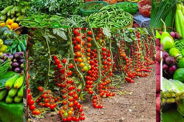 आजको तरकारी तथा फलफूलको मूल्य, गोलभेडा १६० रुपैयाँ