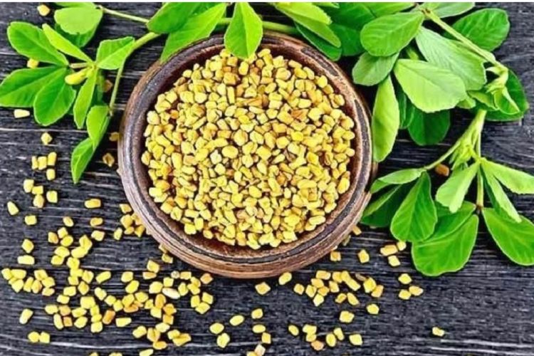 मेथि खानुका अचुक फाईदाहरु, एक पटक अवस्य पढ्नुहोला