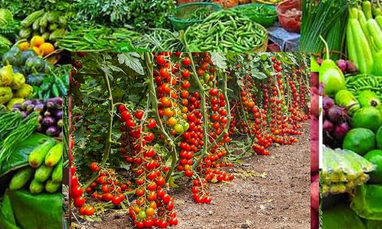 आजको तरकारी तथा फलफूलको मूल्य, गोलभेडा १६० रुपैयाँ