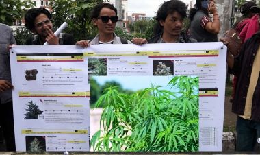 गाँजाको वैधता माग गर्दै आन्दोलित व्यवसायी