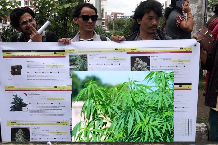 गाँजाको वैधता माग गर्दै आन्दोलित व्यवसायी