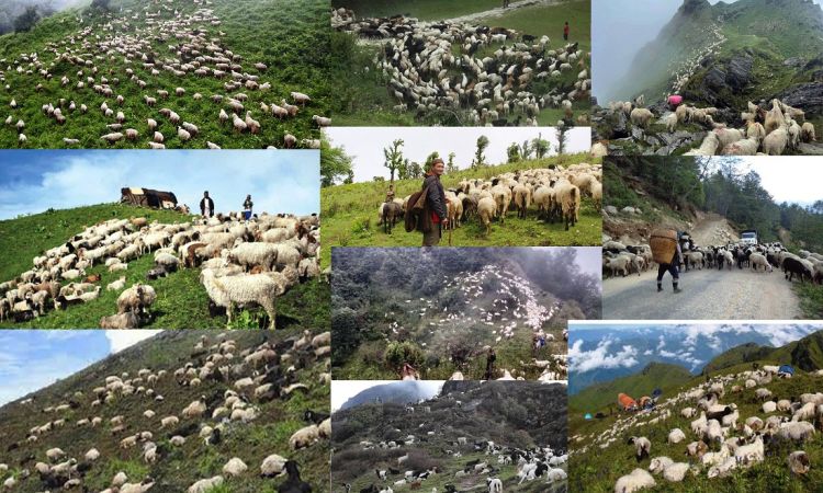 लेकमा जाडो सुरु भएपछि धमाधम बेसी झर्दे भेडीगोठ (फोटोफिचर ) 