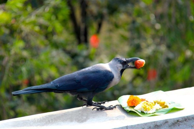 आजदेखि तिहार (यम पञ्चक) प्रारम्भ, पहिलो दिन काग तिहार मनाइँदै