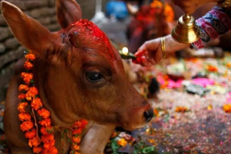 यमपञ्चक अर्थात् तिहारको आज तेस्रो दिन, गाईको पूजा गरिँदै