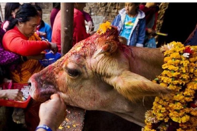 पशुपतिको गौशालामा गाईलाई पूजा गर्नेको घुँइचो