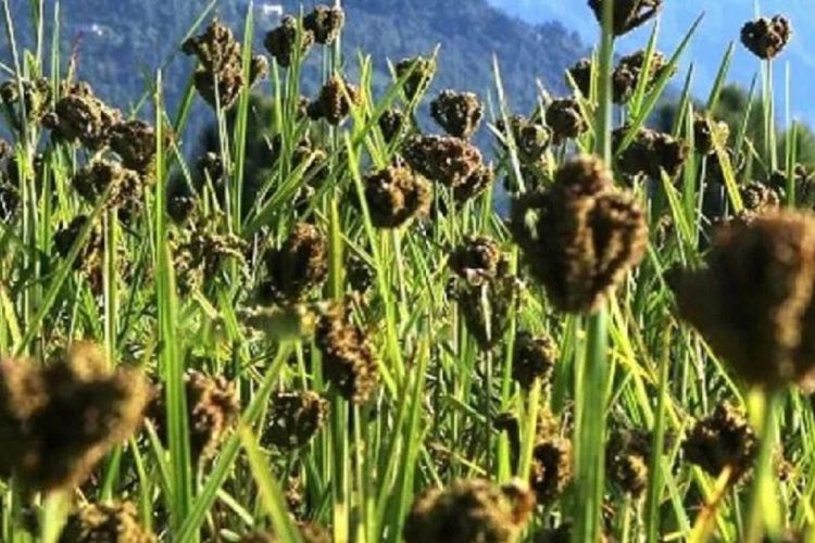 स्वास्थ्यका लागि निकै लाभदायक कोदो, यस्ता छन् कोदो खानुका फाईदाहरु