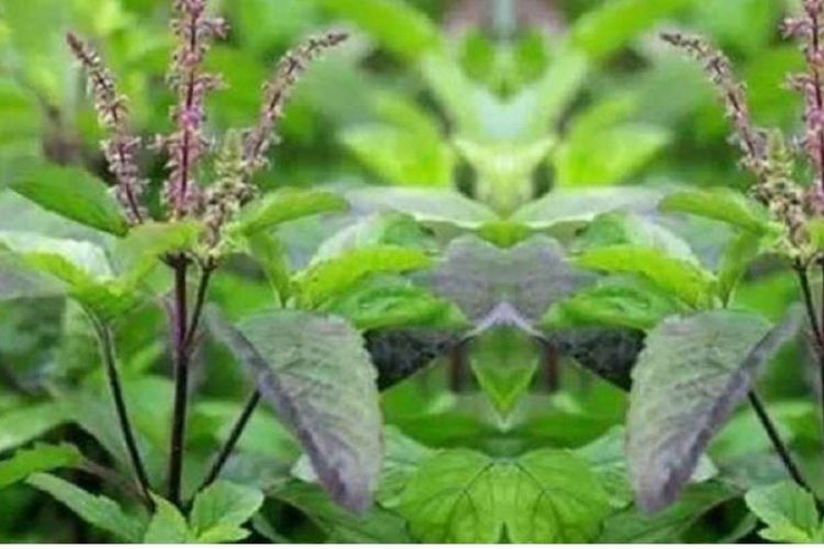 ब्लड प्रेसर लो का लागि लाभदायक तुलसीको पात