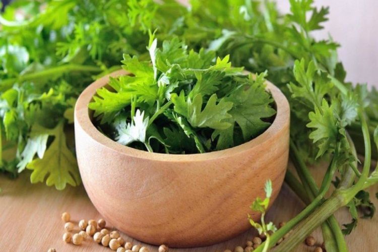 हरियो धनियाँ सेवन गर्नुका ८ अचुक फाईदाहरु, एक पटक अवस्य पढ्नुहोला