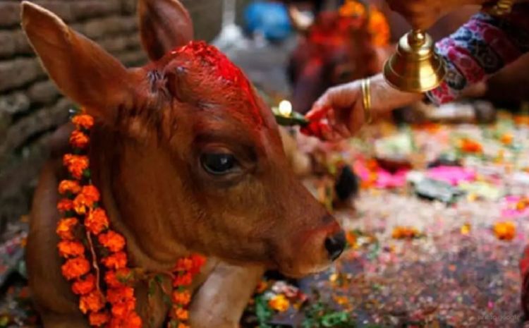 यमपञ्चक अर्थात् तिहारको आज तेस्रो दिन, गाईको पूजा गरिँदै