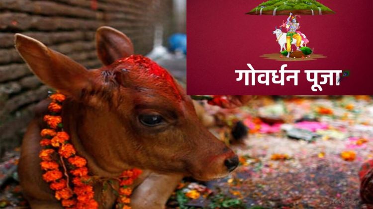 आज यमपञ्चक अर्थात् तिहारको चौथो दिन, गोर्वद्धन पर्वत र गोरुको पूजा गरिँदै
