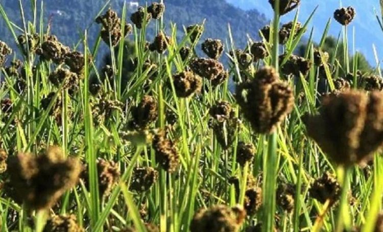 स्वास्थ्यका लागि निकै लाभदायक कोदो, यस्ता छन् कोदो खानुका फाईदाहरु