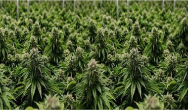  जर्मनीमा गाँजालाई कानूनी बैधता दिने 