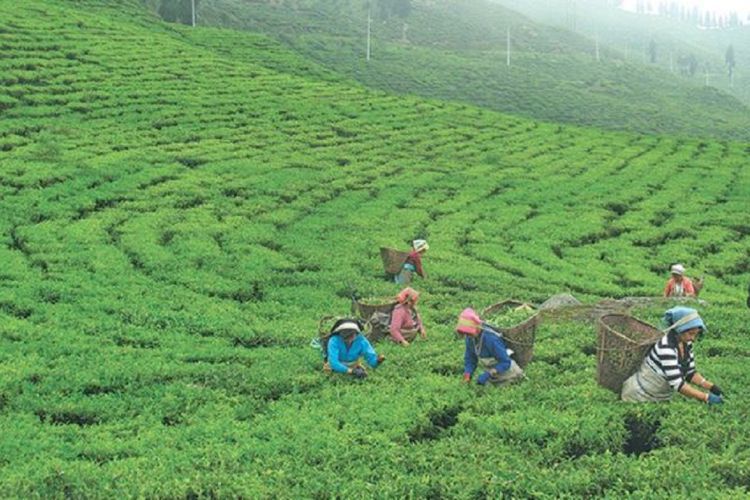 पछिल्लो तीन महिनामा डेढ अर्बभन्दा बढीको चिया निकासी