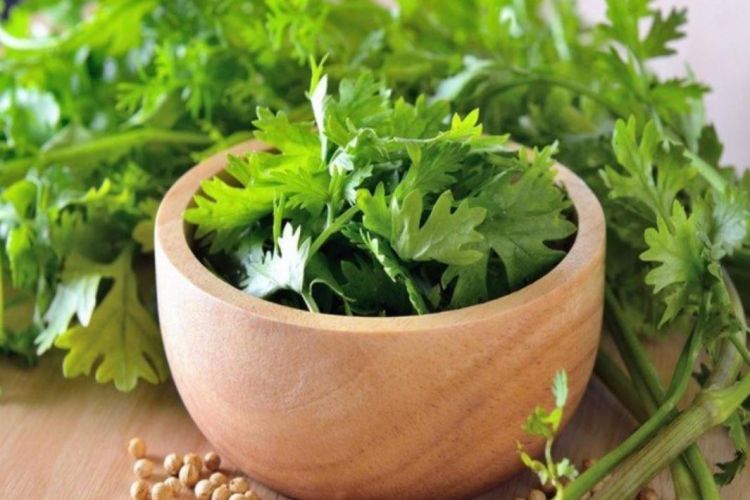 हरियो धनियाँ सेवन गर्नुका ८ अचुक फाईदाहरु, एक पटक अवस्य पढ्नुहोला