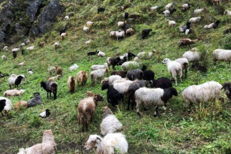  बिमा सँगै भेडाबाख्रा पालन बाट खुसि खोज्दै मुगुका किसान