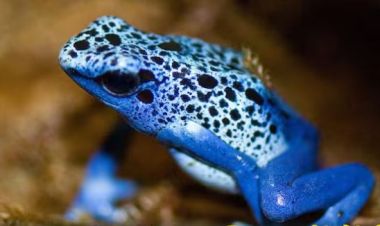  एउटा यस्तो विषालु भ्यागुता, जसको मुल्य नै पर्छ ३ लाख