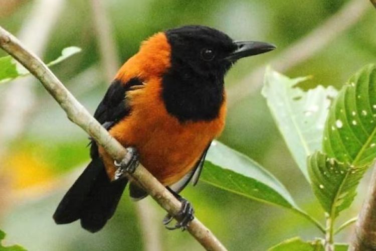 सर्प भन्दा विषालु चरा, जसलाइ छोए मात्रै पनि मृत्यु हुन सक्छ