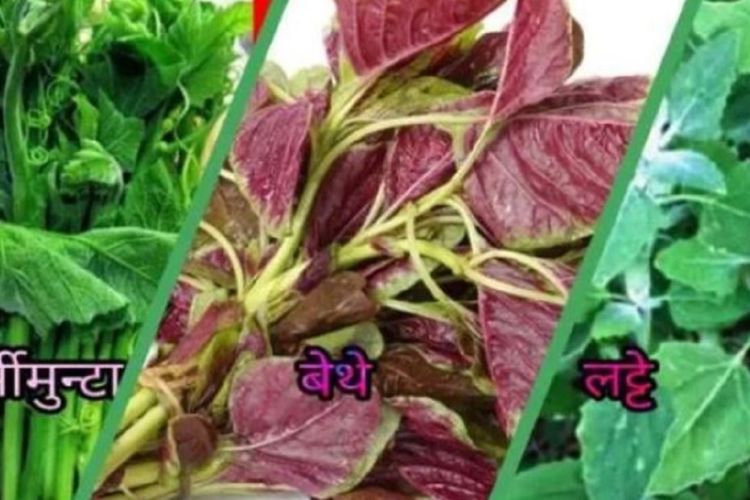 यस्ता छन्, फर्सी,बेथे र लट्टे साग खानुका फाईदाहरु