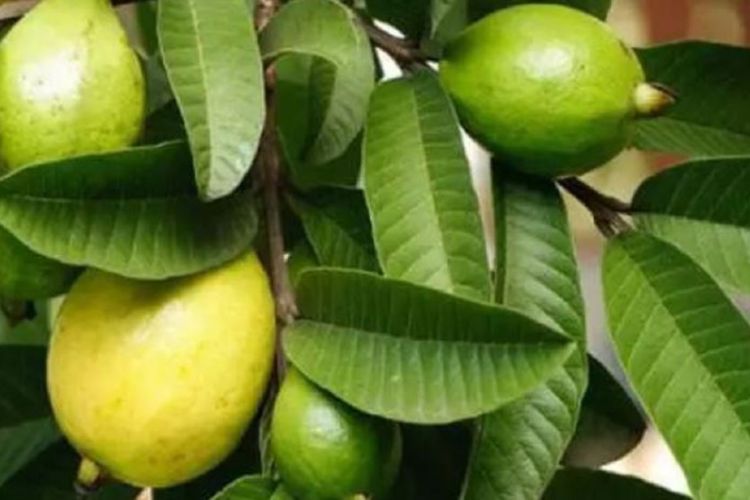 मधुमेहदेखि बिभिन्न रोगका लागि लाभदायक अम्बाको पात