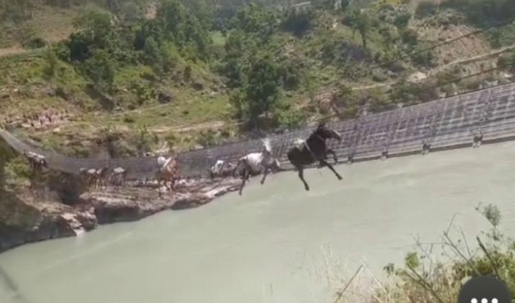 कर्णाली पुलमा फसेका १४ खच्चडमध्ये दुईवटा मरे