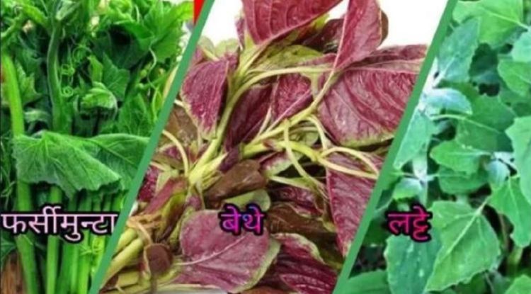 यस्ता छन्, फर्सी,बेथे र लट्टे साग खानुका फाईदाहरु
