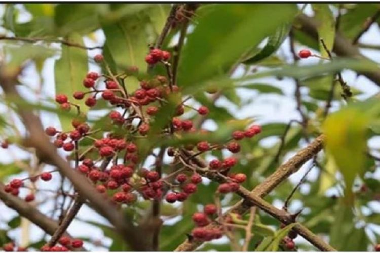 स्वास्थ्यका लागि टिमुर खानुका फाइदाहरु