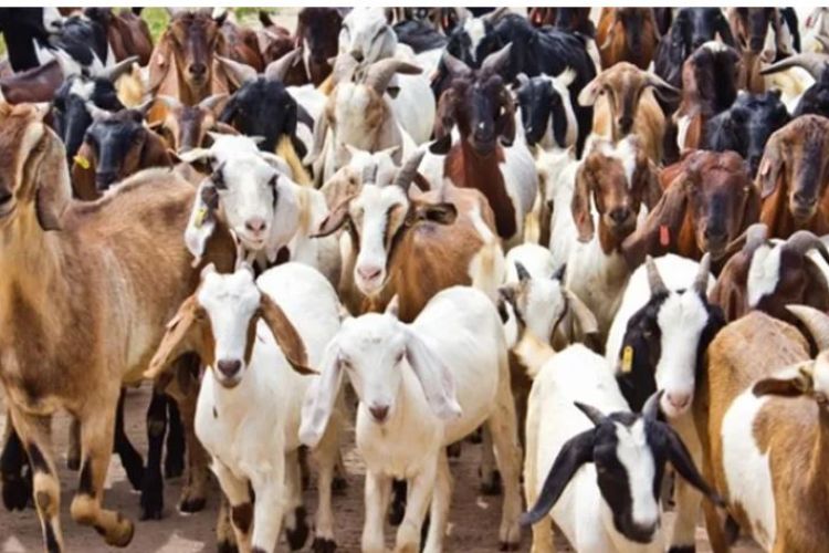 भोलिदेखि खसी बोका र च्याङ्ग्रा बिक्रि गर्दै खाद्य व्यवस्था तथा व्यापार कम्पनी