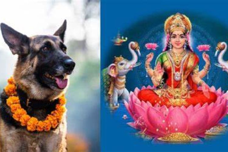  तिहारको तिथिः आज बिहान कुकुर तिहार, साँझ लक्ष्मी पूजा