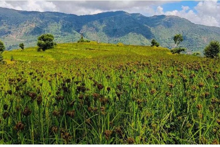 व्यावसायिक कोदोखेतीतर्फ आकर्षित हुँदै किसान, लगाउन छाडे धान–मकै