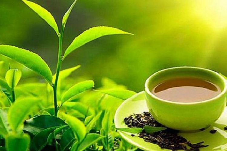 छ महिनामा ५५ दशमलव ७० प्रतिशतले बढ्यो चिया निर्यात 