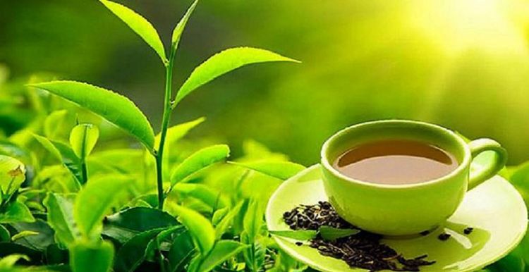 छ महिनामा ५५ दशमलव ७० प्रतिशतले बढ्यो चिया निर्यात 