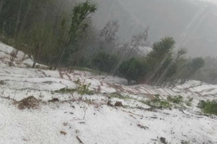 बेमौषमी बर्षा र असिनाले कृषिवालीमा क्षति, घोगा लागेको मकै सखाप, मर्कामा परे किसान