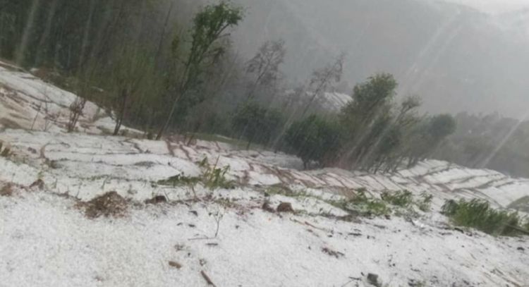बेमौषमी बर्षा र असिनाले कृषिवालीमा क्षति, घोगा लागेको मकै सखाप, मर्कामा परे किसान