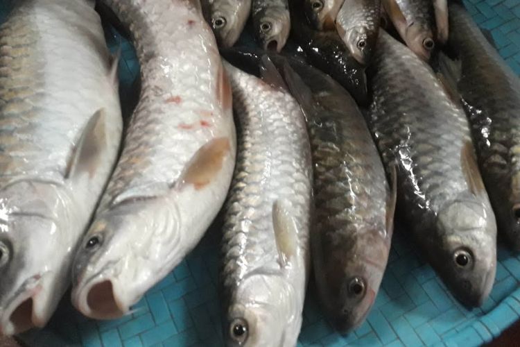 करेन्ट लगाएर माछा मार्नेलाई एक लाख जरिवाना