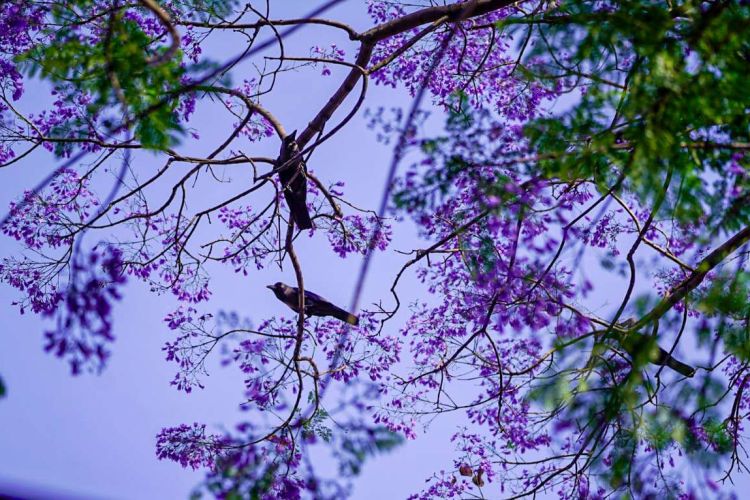 ज्याकाराण्डाले रंग्याएको राजधानी