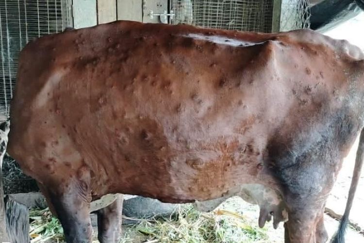मधेस प्रदेशमा लम्पीस्किनको सङ्क्रमणबाट एक हजार सात सय पशु मरे