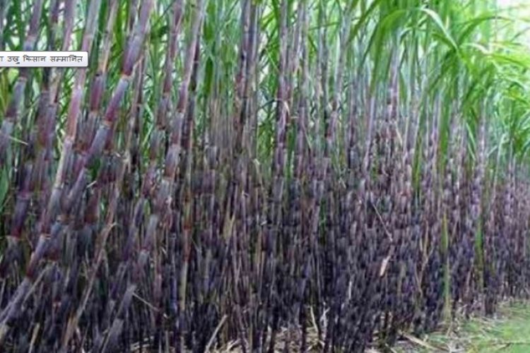 उखु किसानको साढे ७५ करोड निकासा