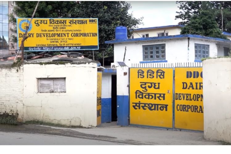 उखु किसानपछि दूध उत्पादक किसान पनि आन्दोलनमा, डीडीसी कार्यालयमा धर्ना दिने