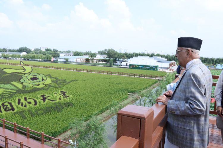 प्रधानमन्त्री पुगे चिनियाँ धान खेतमा (फोटो फिचर)